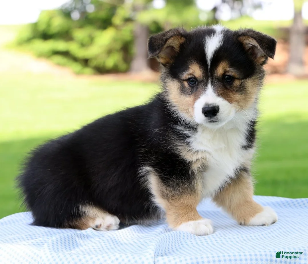 Welsh Corgi Pembroke dogs for sale: Wade - Ad 2