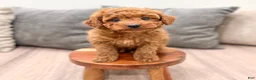 Miniature Poodle dogs for sale: Copper - Ad 2