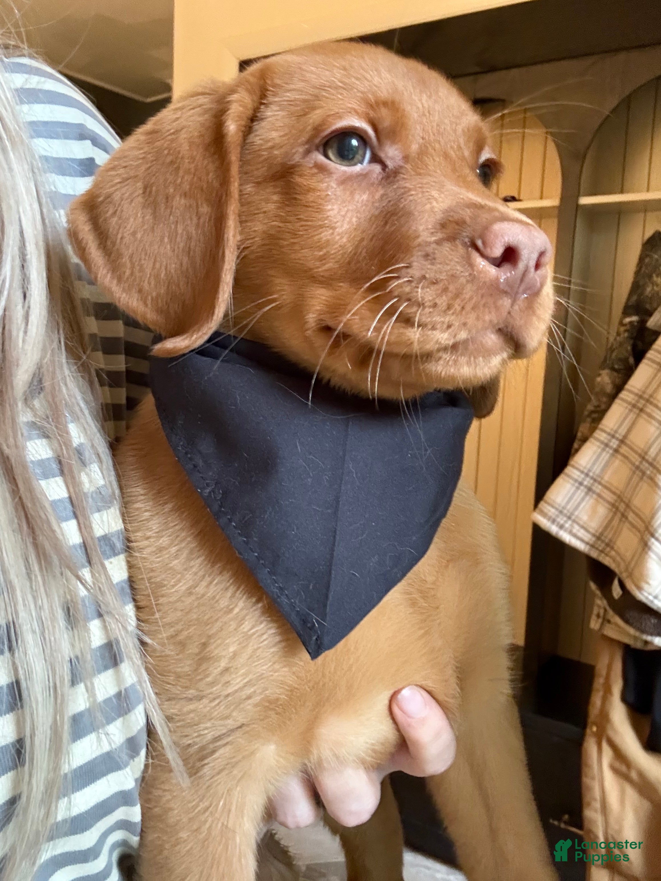 Labrador Retriever dogs Black Collar Fox Red Lab Puppy - Ad 1