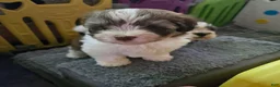 Havanese dogs for sale: Tender  - Ad 4