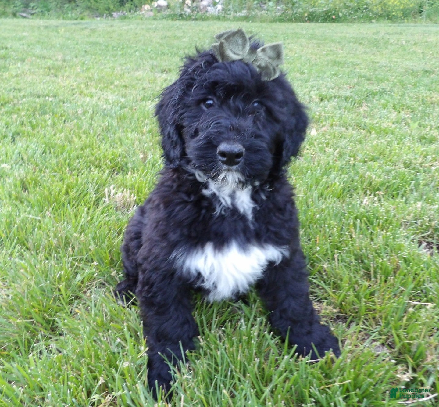 Bernedoodle dogs Joey - Ad 2