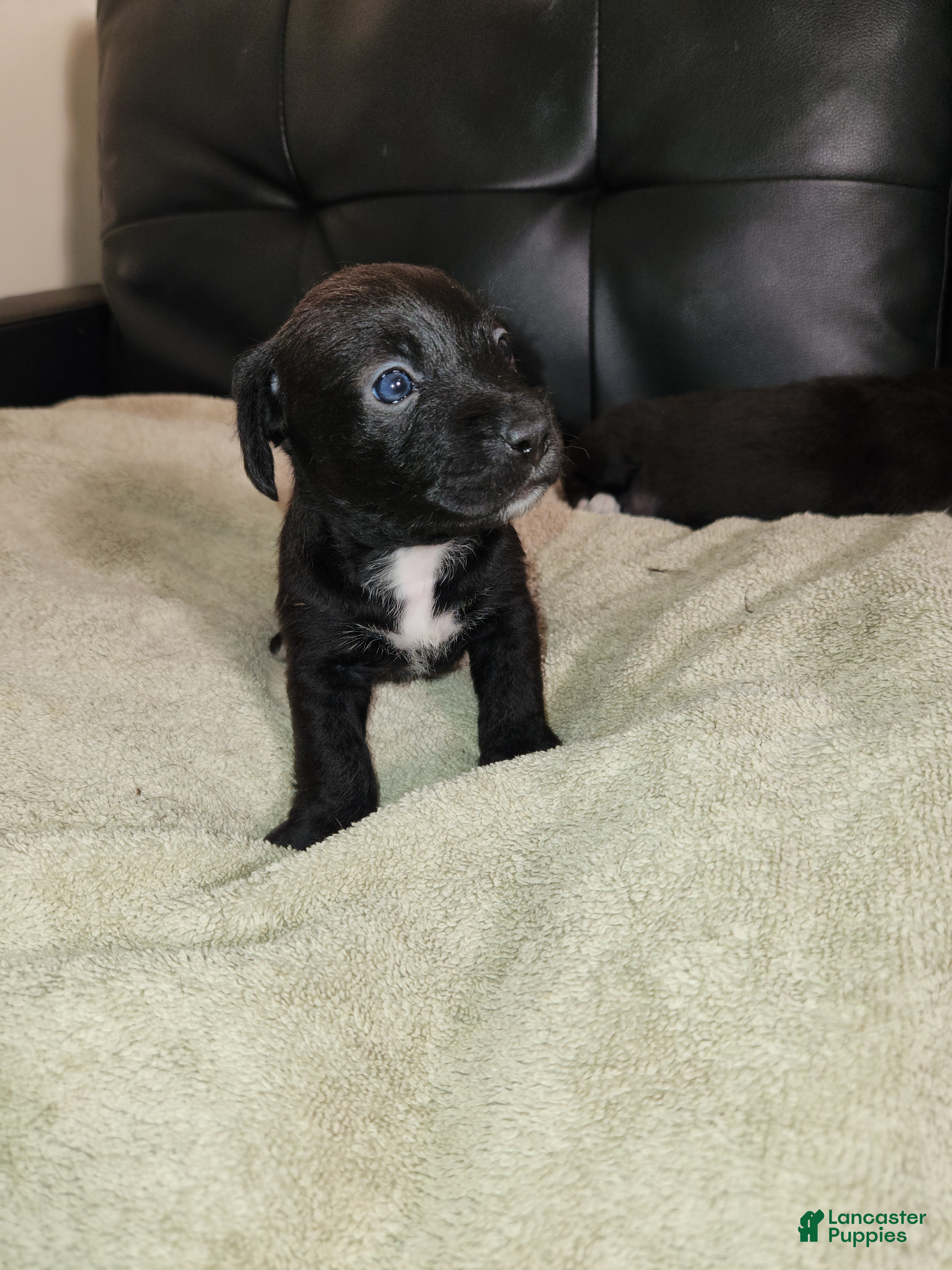 Mixed Breed dogs White Slippers Tuxedo  - Ad 14