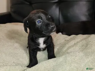 Mixed Breed dogs White Slippers Tuxedo - Ad 14