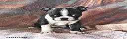 Boston Terrier dogs for sale: Joey - Ad 2