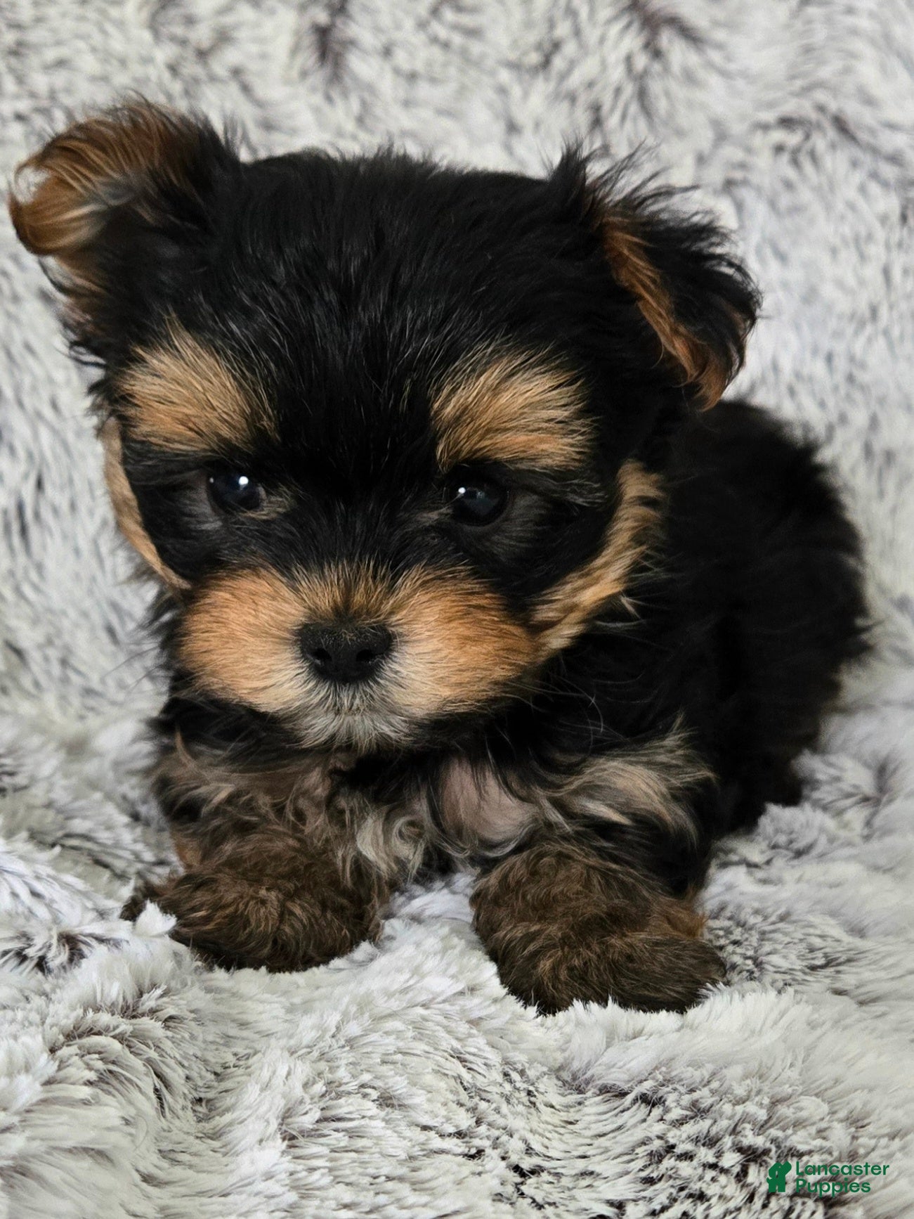 Yorkshire Terrier dogs Parker - Ad 2