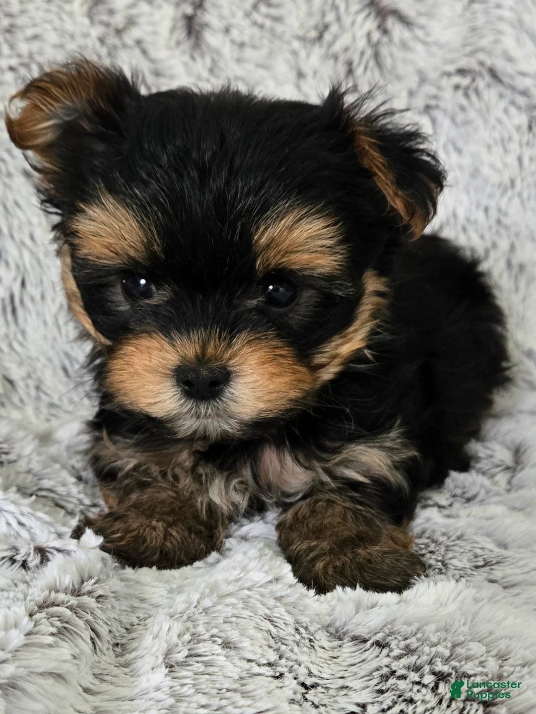 Yorkshire Terrier dogs for sale: Parker - Ad 2