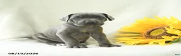 Cane Corso dogs for sale: Bluebell - Ad 5