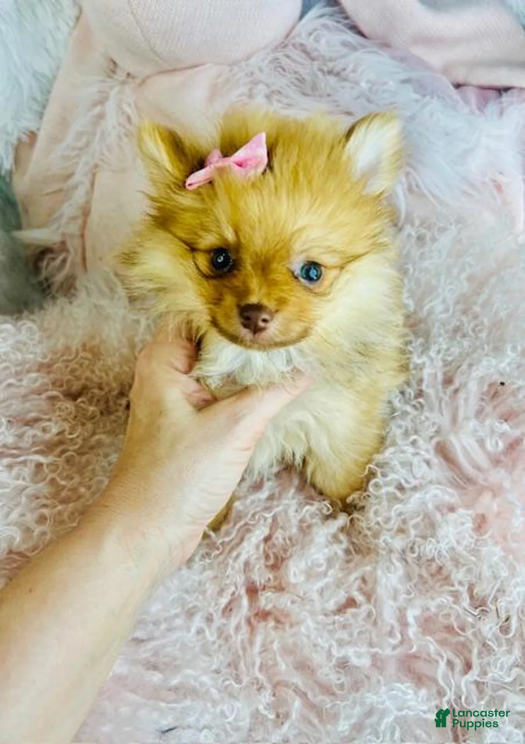 Pomeranian dogs for sale: Pomeranian Puppy 1 - Ad 4