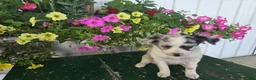 Chihuahua dogs for sale: Beauty  - Ad 4