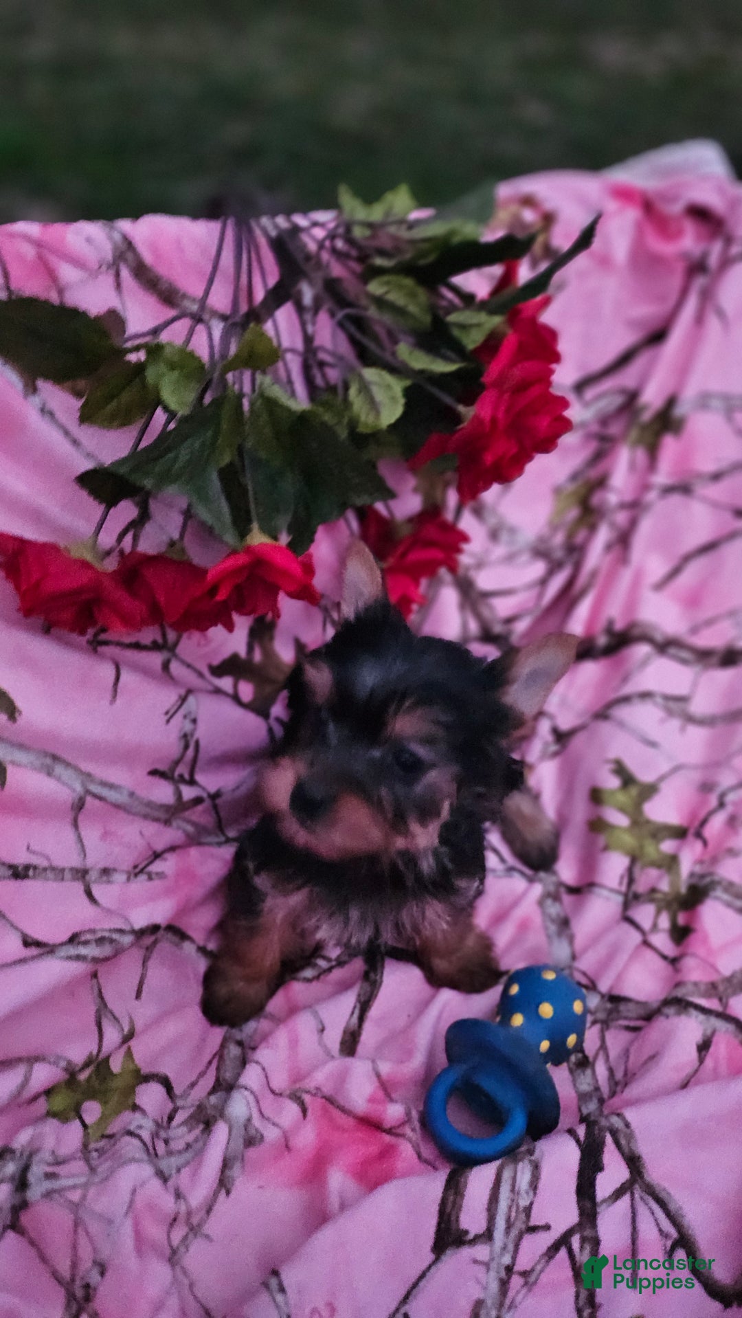 Morkie dogs for sale: TWILIGHT  - Ad 2