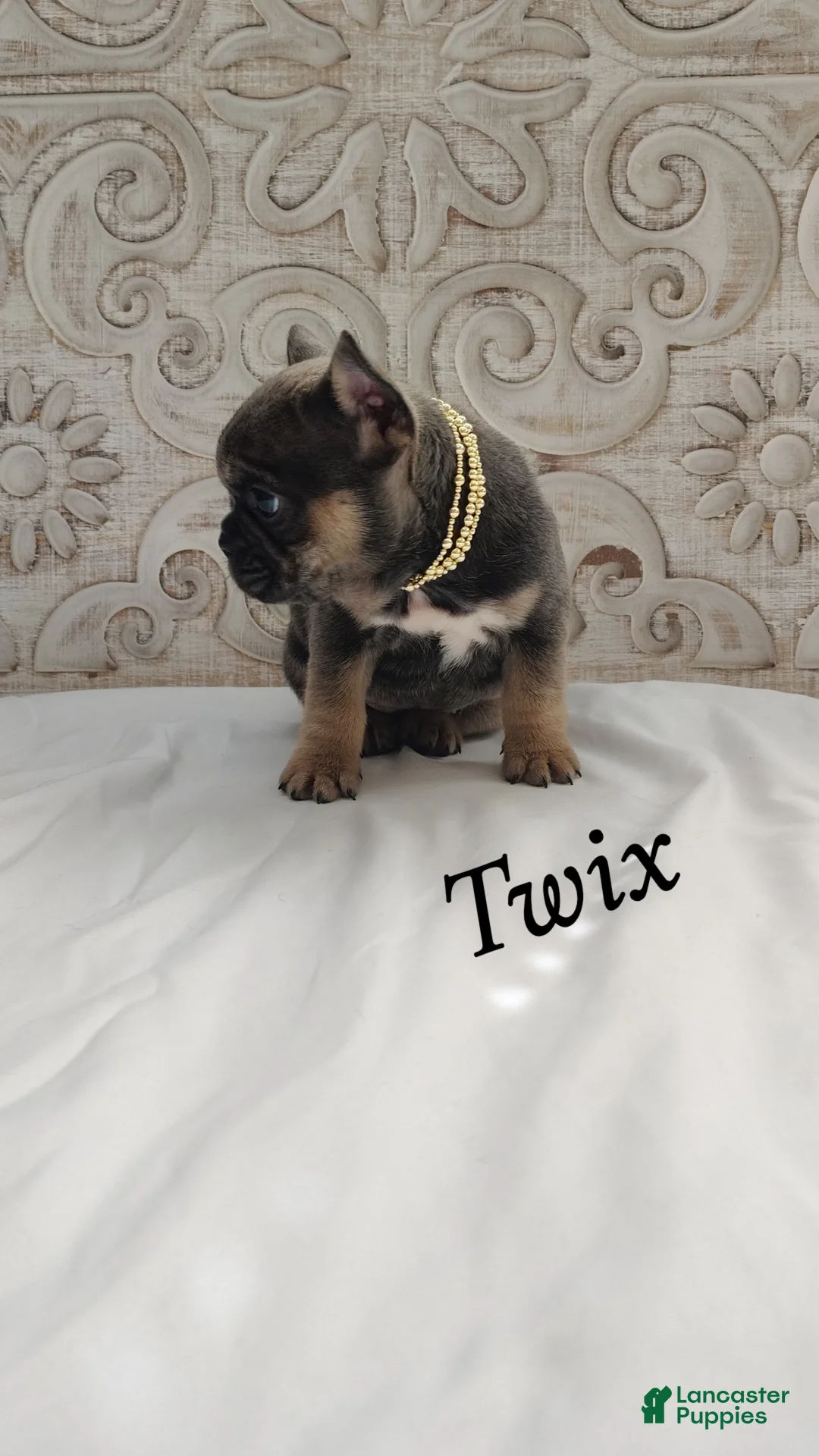 French Bulldog dogs for sale: Twix - Ad 2