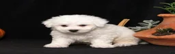 Bichon Frise dogs for sale: Lucky - Ad 3