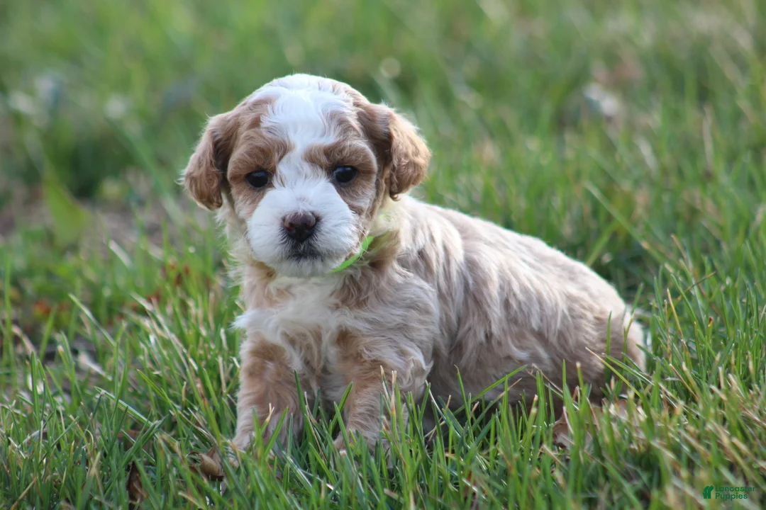 Bichpoo dogs for sale: Ace - Ad 1