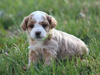 Bichpoo dogs for sale: Ace - Ad 2