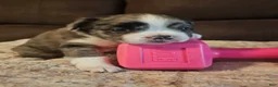 Frenchton dogs for sale: Fluffy frenchton - Ad 3
