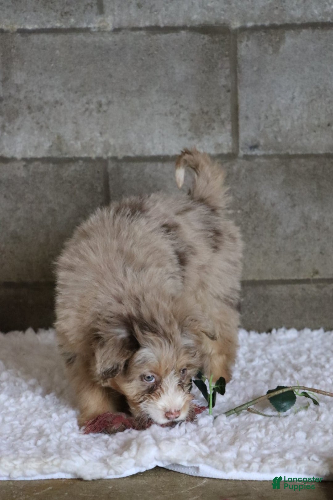 Mixed Breed dogs for sale:  chase - Ad 14