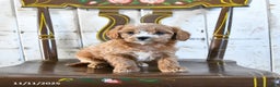 Cavapoo dogs for sale: Rosie - Ad 1