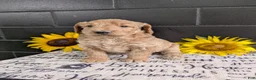 Goldendoodle dogs for sale: Lou - Ad 12