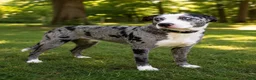Mixed Breed dogs for sale: Mixed Breed 3 - Ad 8