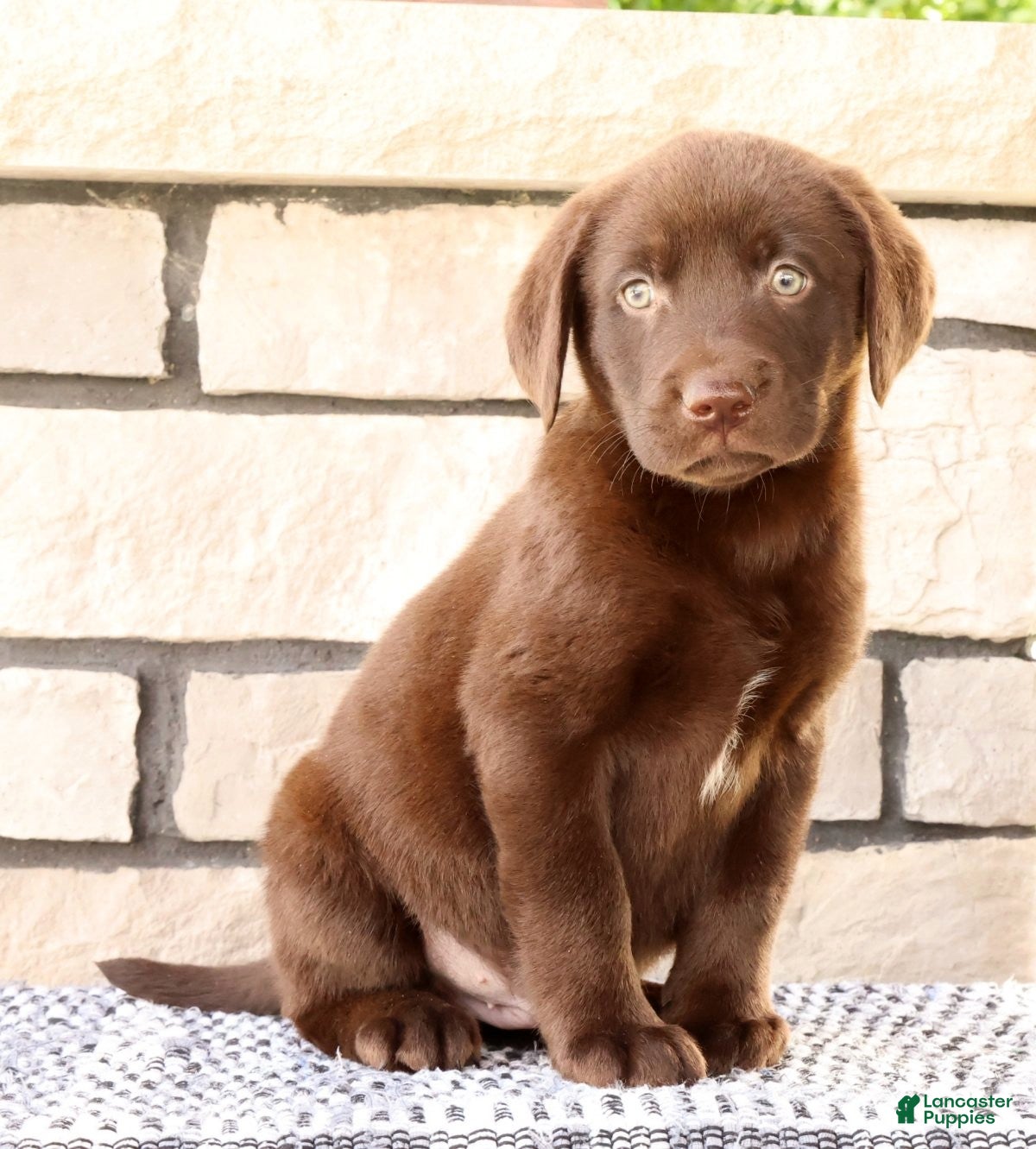 Labrador Retriever dogs Freddy - Ad 1