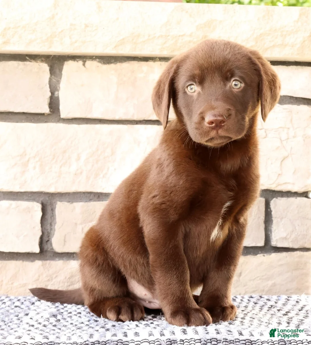 Labrador Retriever dogs for sale: Freddy - Ad 1