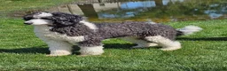 Mini Sheepadoodle dogs for sale: Snickers - Ad 5