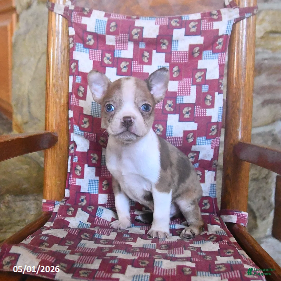 Boston Terrier dogs for sale: Chaplin - Ad 2