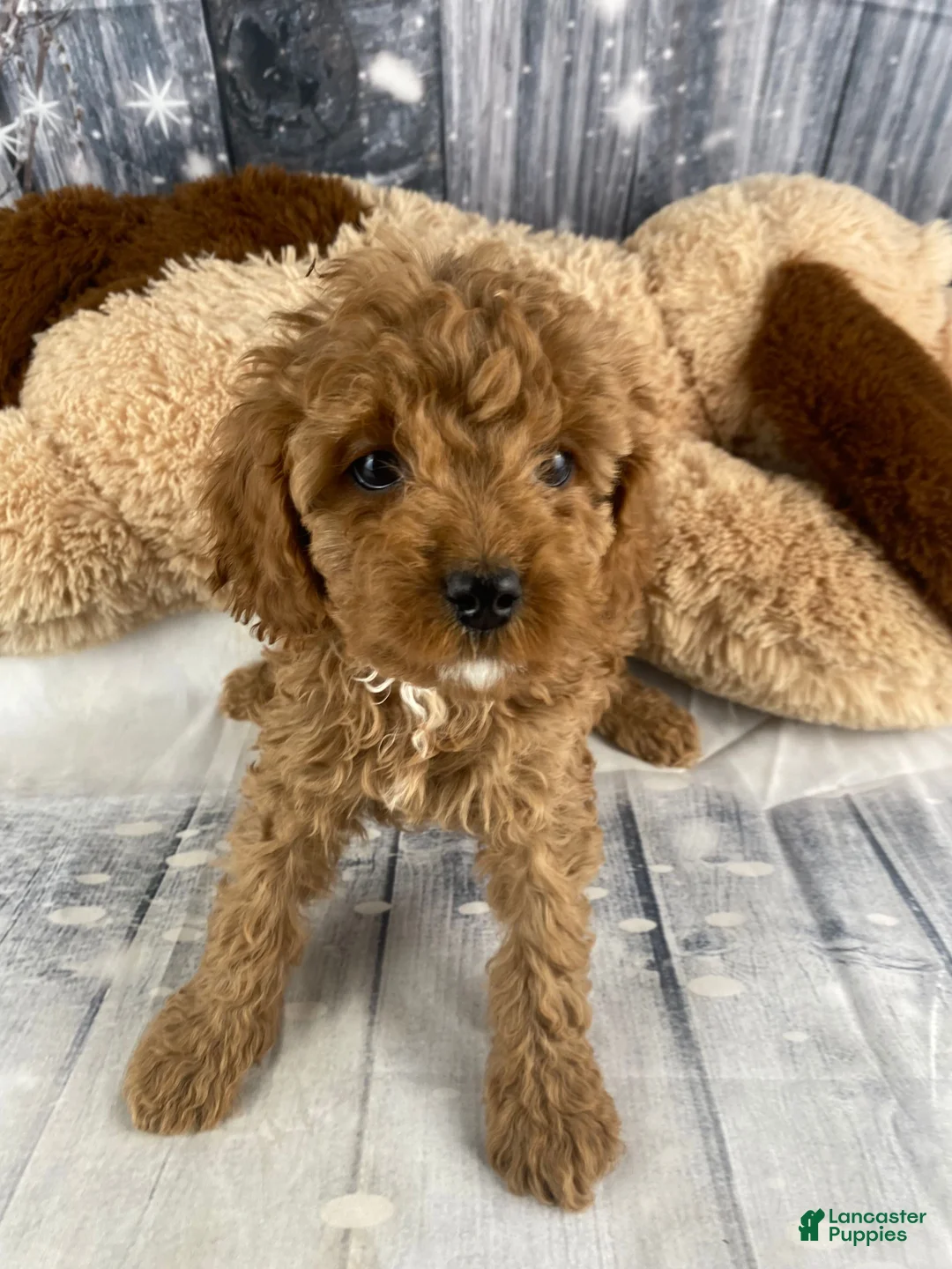 Cavapoo dogs for sale: Rufus - Ad 7