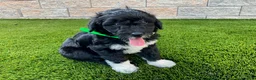 Sheltiedoodle dogs for sale: Marci - Ad 5