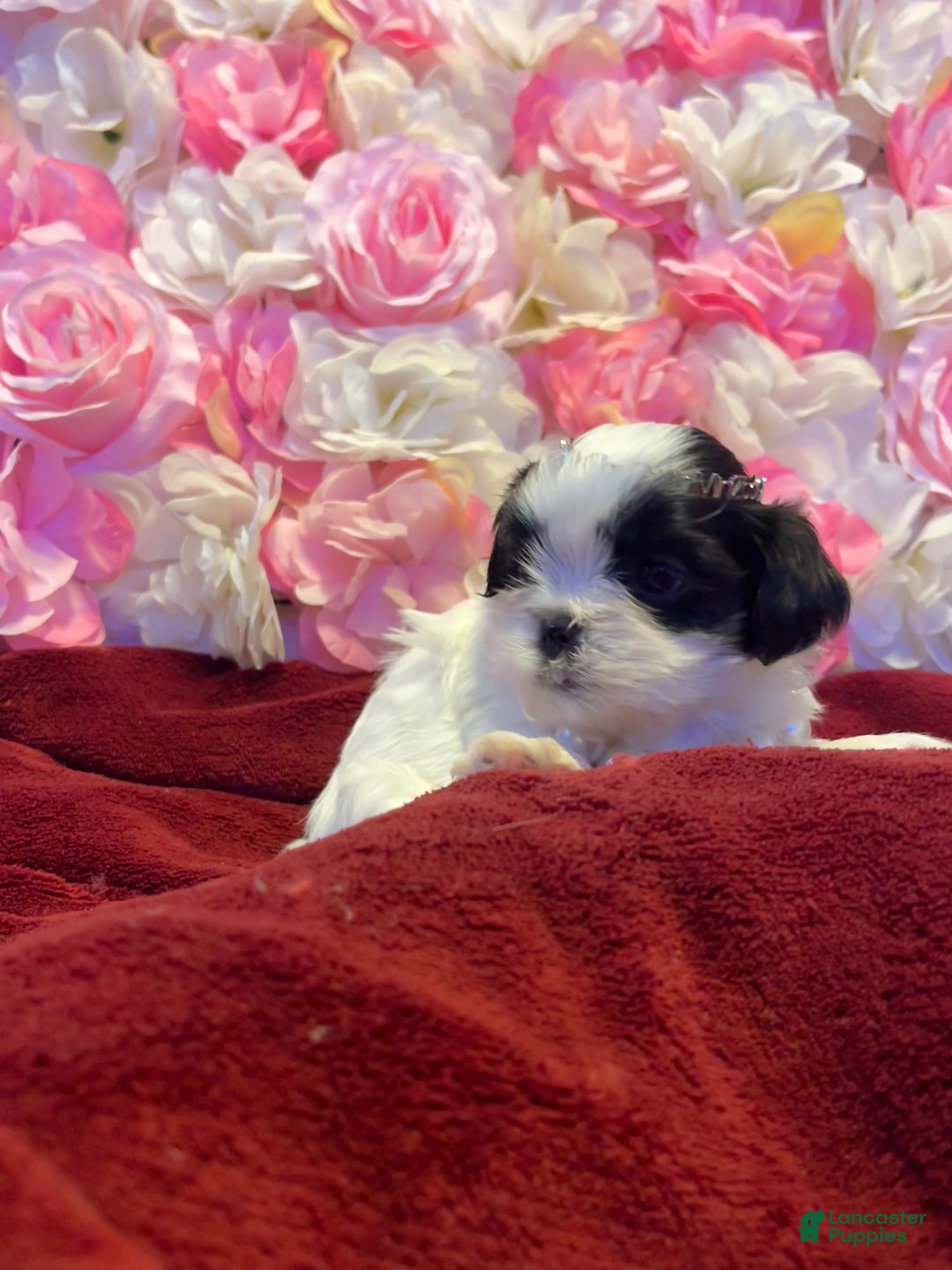 Shih Tzu dogs for sale: Judy - Ad 2