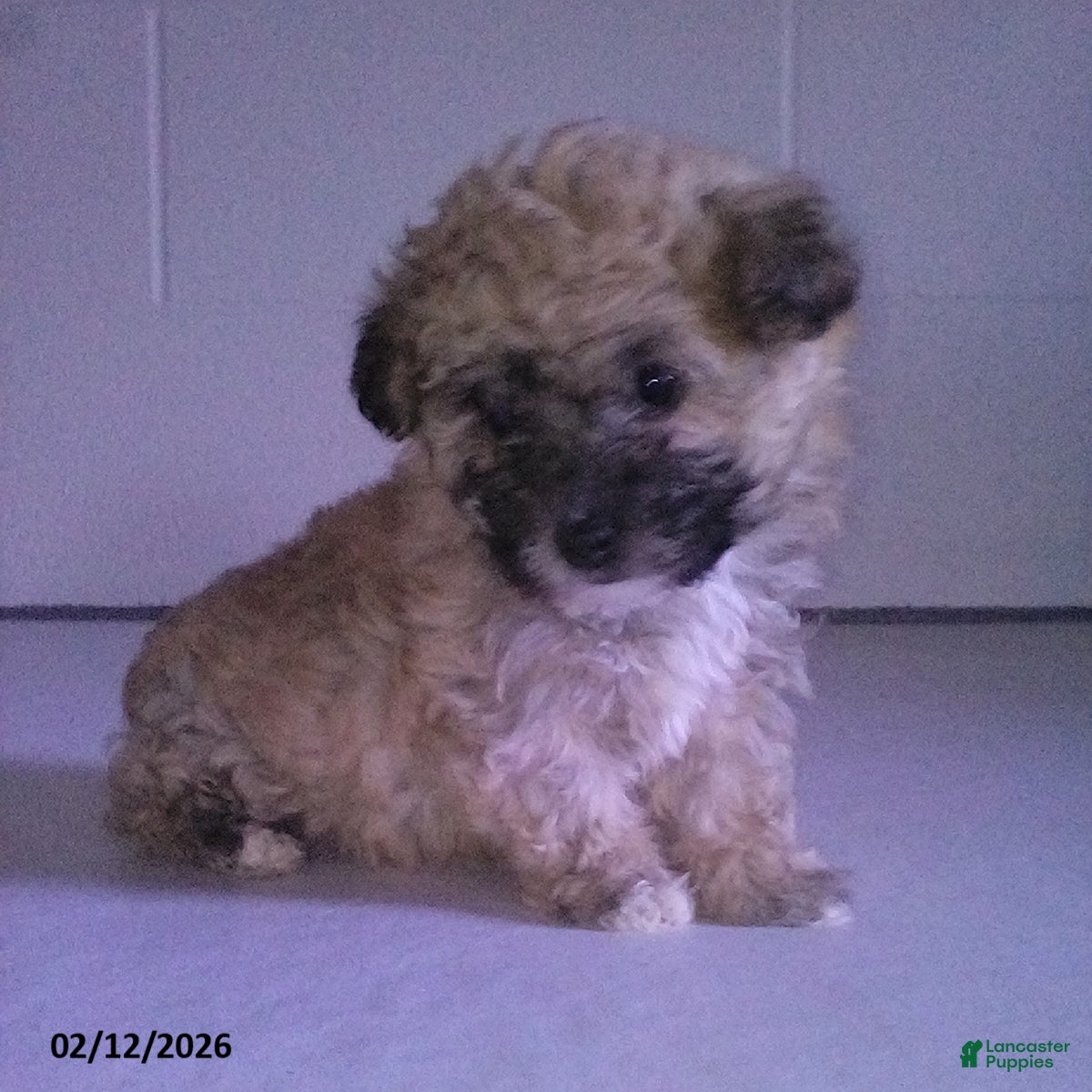 Yorkiepoo dogs Cara  - Ad 5