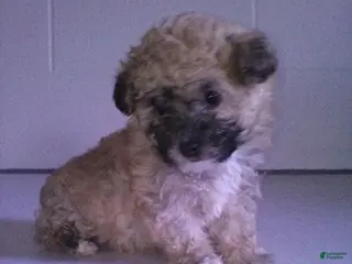 Yorkiepoo dogs Cara - Ad 5