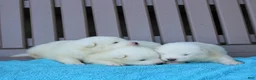 Samoyed dogs for sale: Hansom  - Ad 1