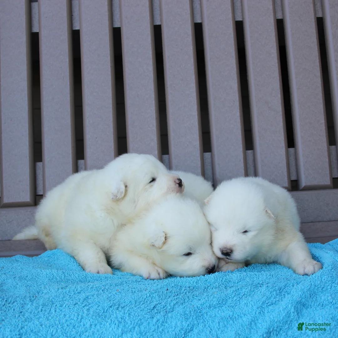 Samoyed dogs for sale: Hansom  - Ad 1