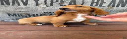 Miniature Dachshund dogs for sale: Ella - Ad 12