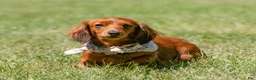 Miniature Dachshund dogs for sale: Indy  - Ad 4