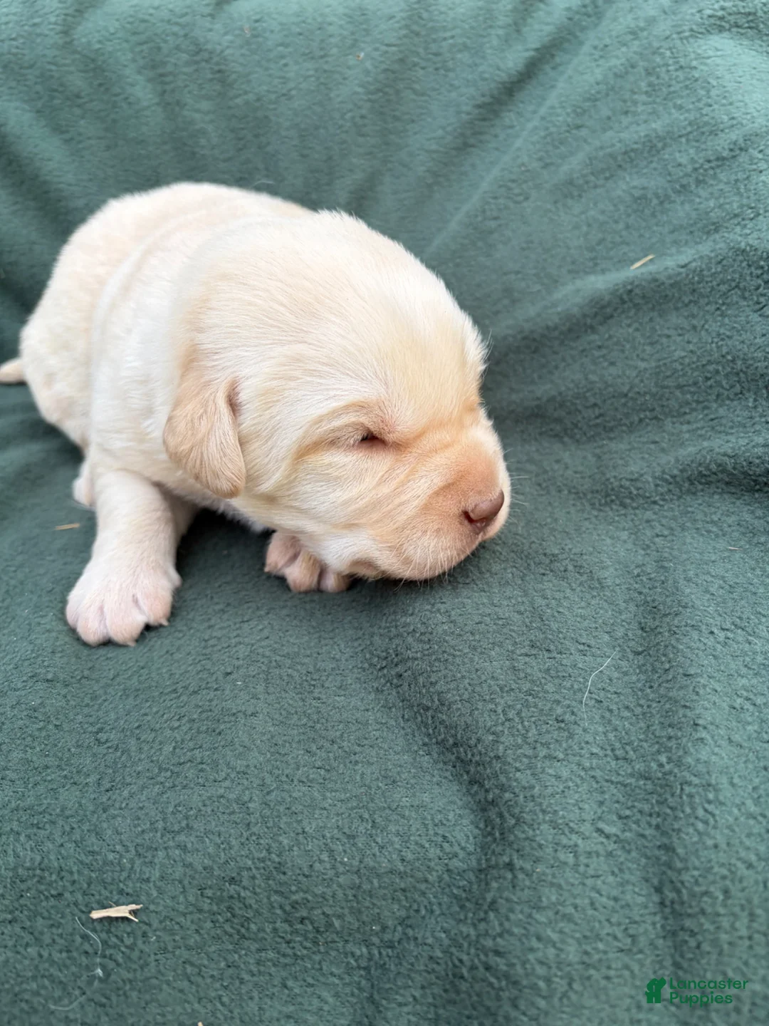 Labrador Retriever dogs for sale: Remmi - Ad 2