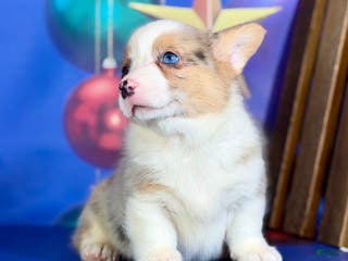 Welsh Corgi Pembroke dogs Tinsel pet only - Ad 24