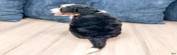 Mini Bernedoodle dogs for sale: Molly - Ad 5