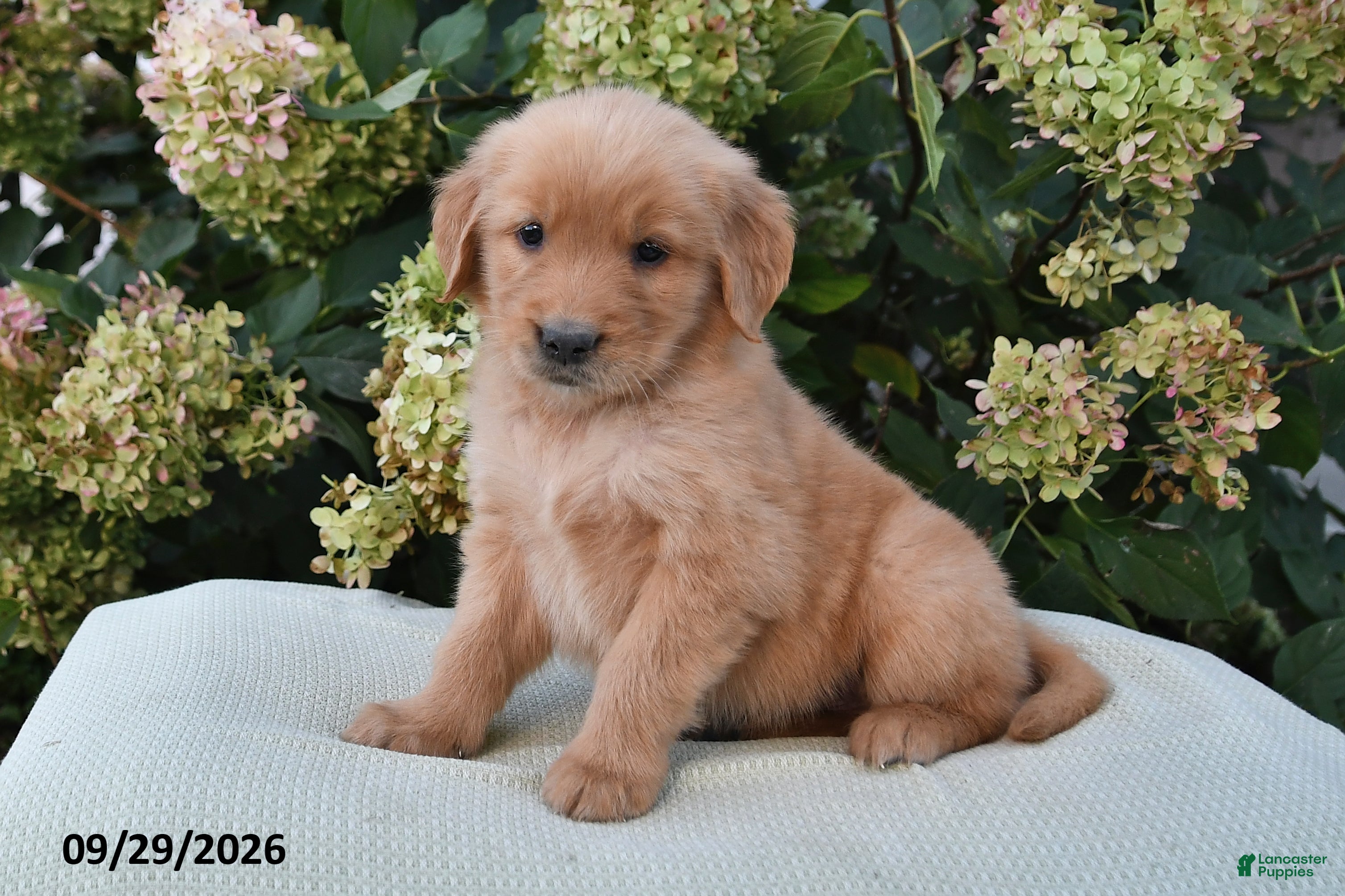 Golden Retriever dogs Hunter - Ad 2