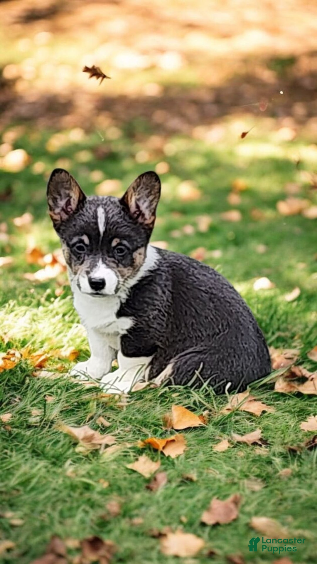 Welsh Corgi Pembroke dogs for sale: Alexa Bluie - Ad 17