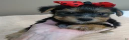 Yorkshire Terrier dogs for sale: Ziggy 2 pounds - Ad 4