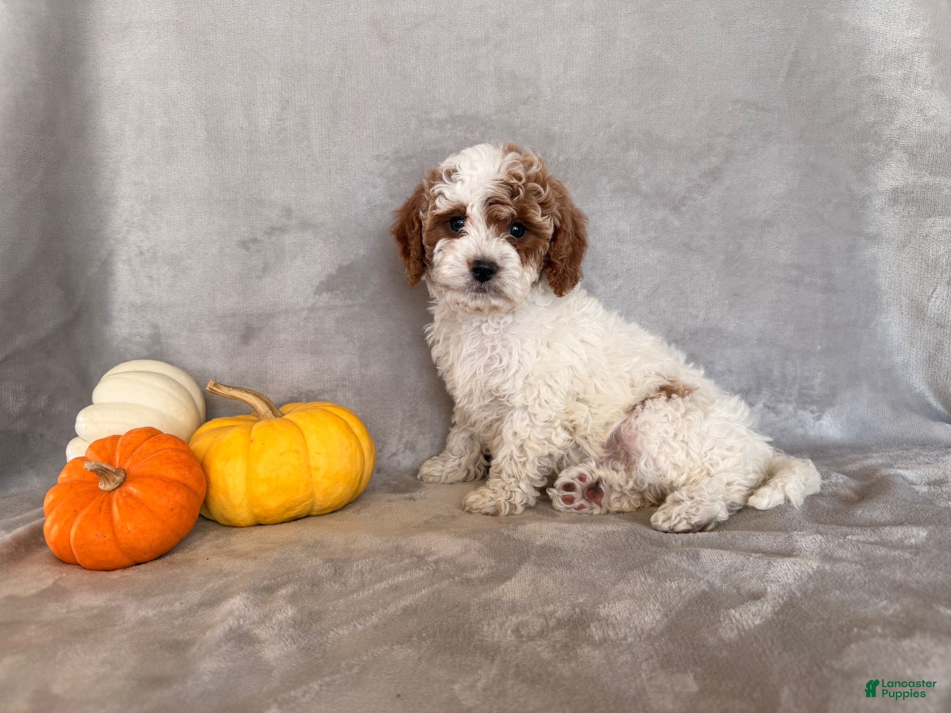 Cavapoo dogs Peanuts - Ad 1