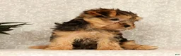 Yochon dogs for sale: Kaden - Ad 4