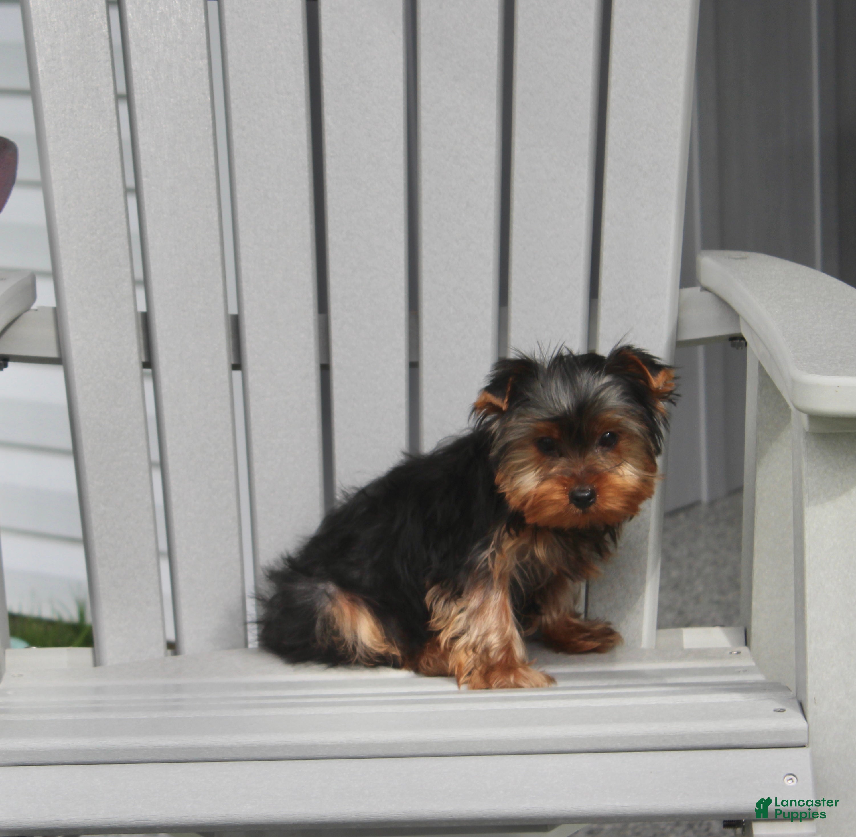 Yorkshire Terrier dogs Tinker - Ad 2