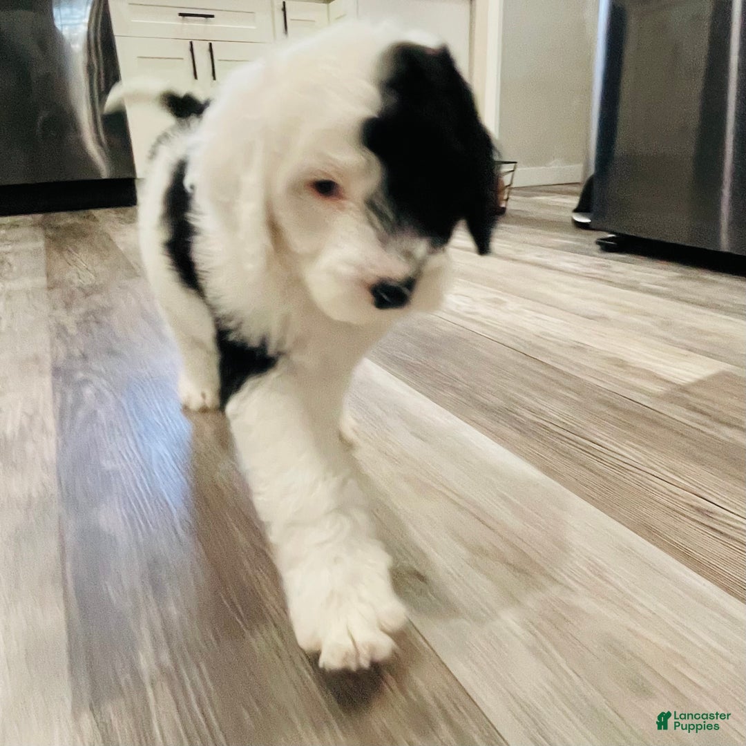 Sheepadoodle dogs for sale: Sheepadoodle Puppy 1 - Ad 3