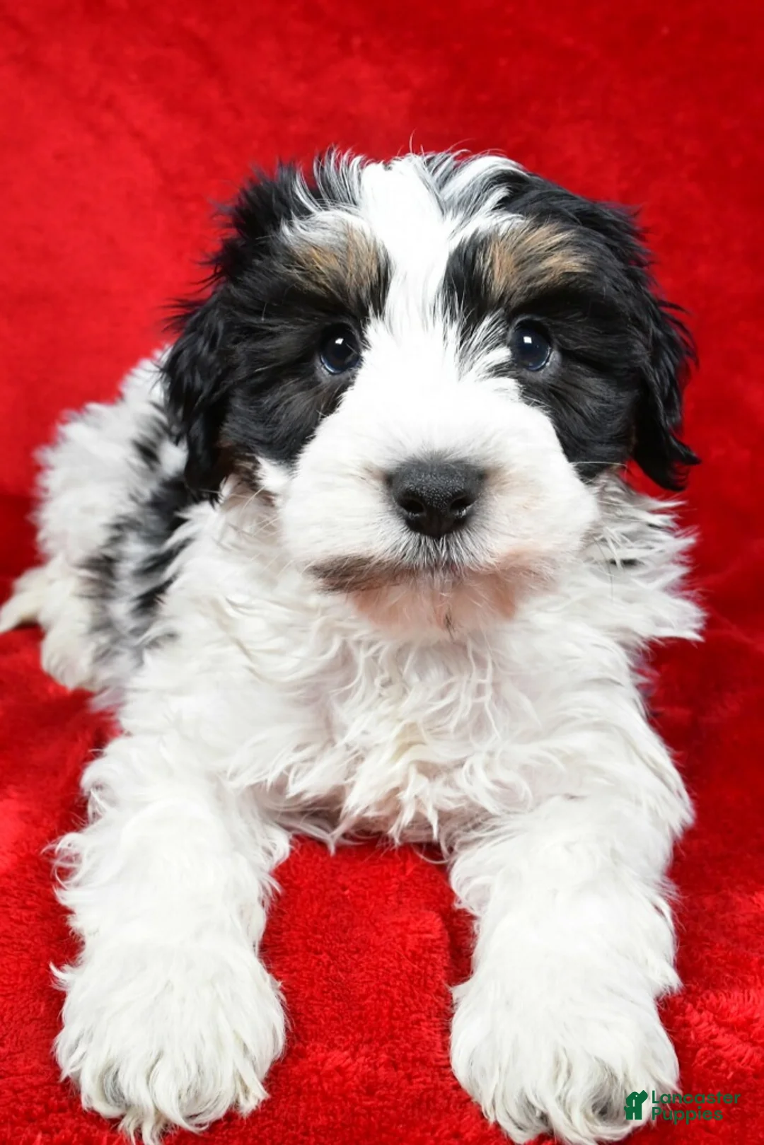 Mixed Breed dogs for sale: Thomas - Ad 6