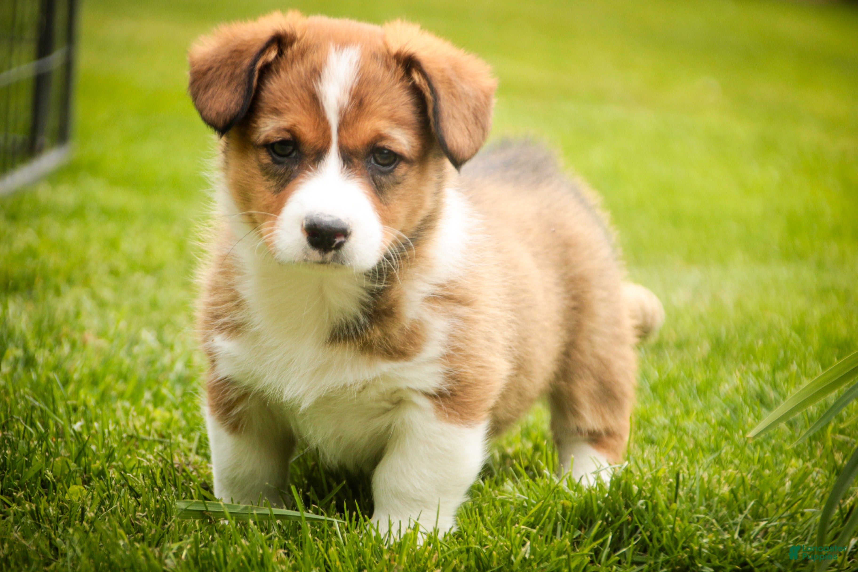 Welsh Corgi Pembroke dogs Giselle - Ad 1