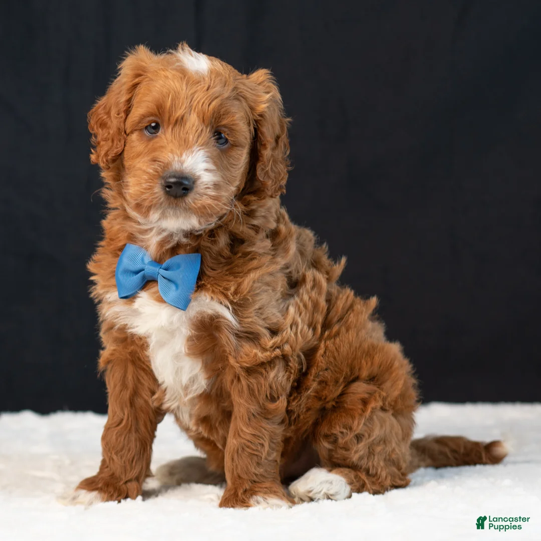 Mini Goldendoodle dogs for sale: Baxter - Ad 2