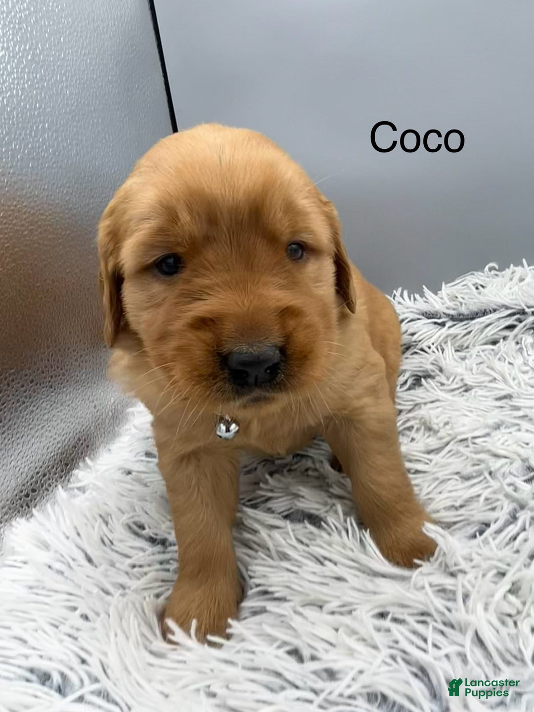 Golden Retriever dogs for sale: Golden Retriever Puppy -Coco - Ad 3